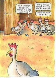 chook