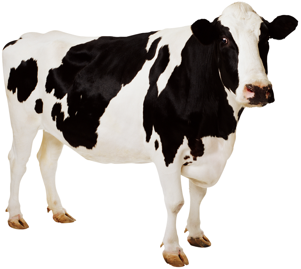 cow