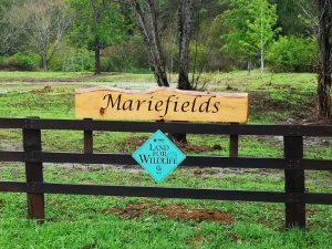 mariefields